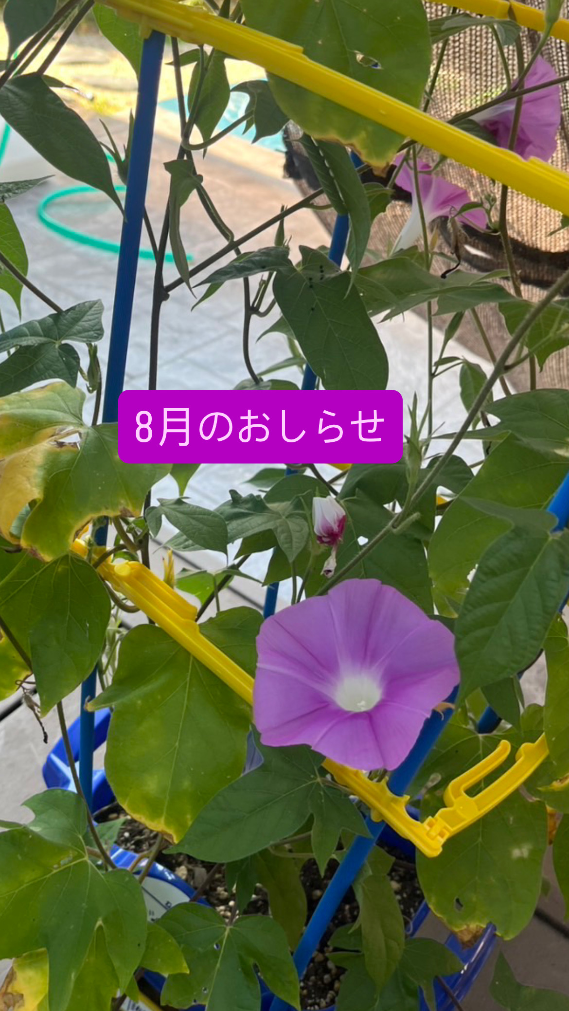 8月のおしらせ
