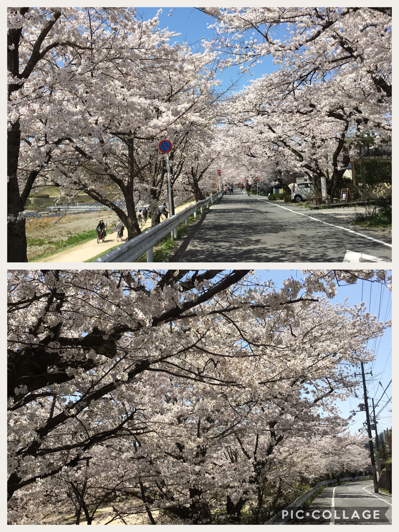 明日は堀川桜まつり