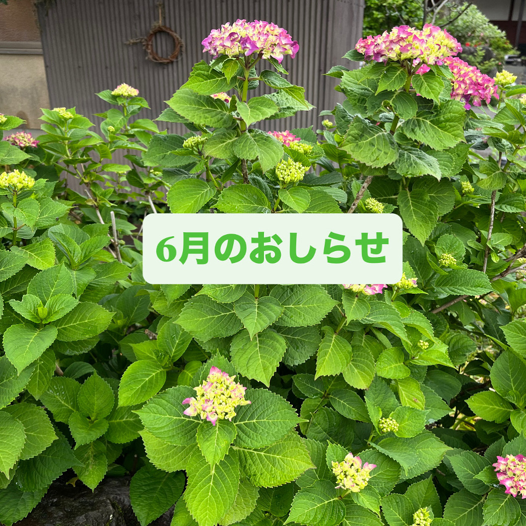 6月のおしらせ