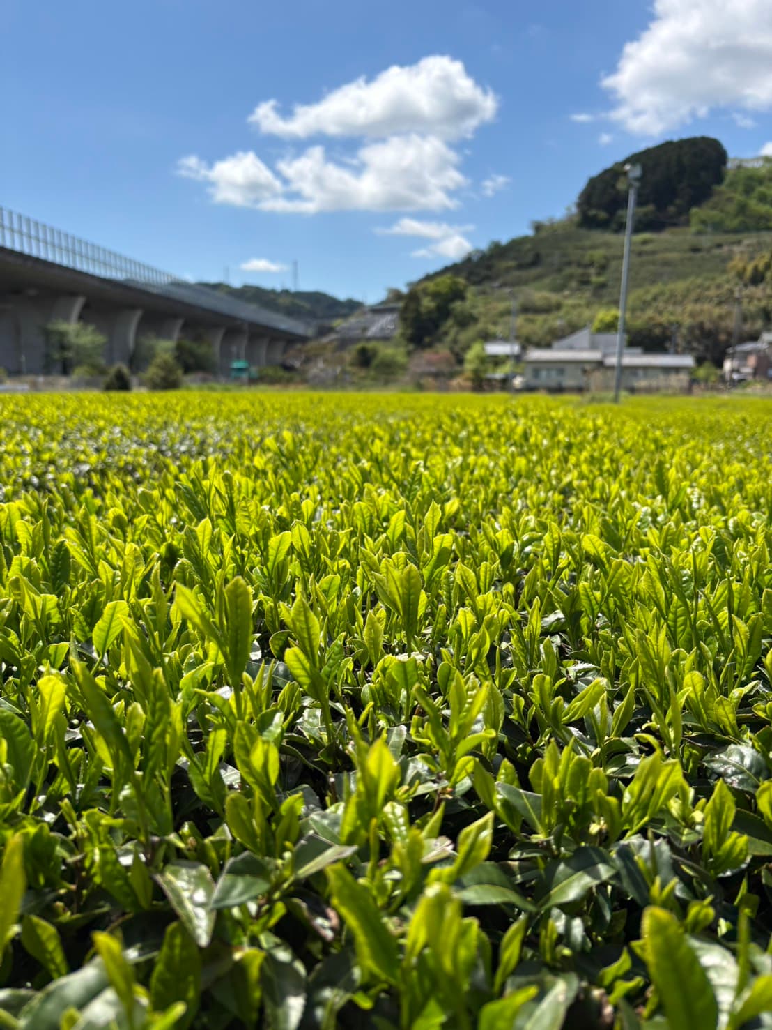もうすぐ新茶の季節です|金谷の茶畑から届いた最新情報 2026年度