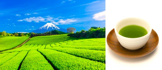 健康志向の方におすすめ！カテキンと深蒸し茶の知られざる健康効果とは？
