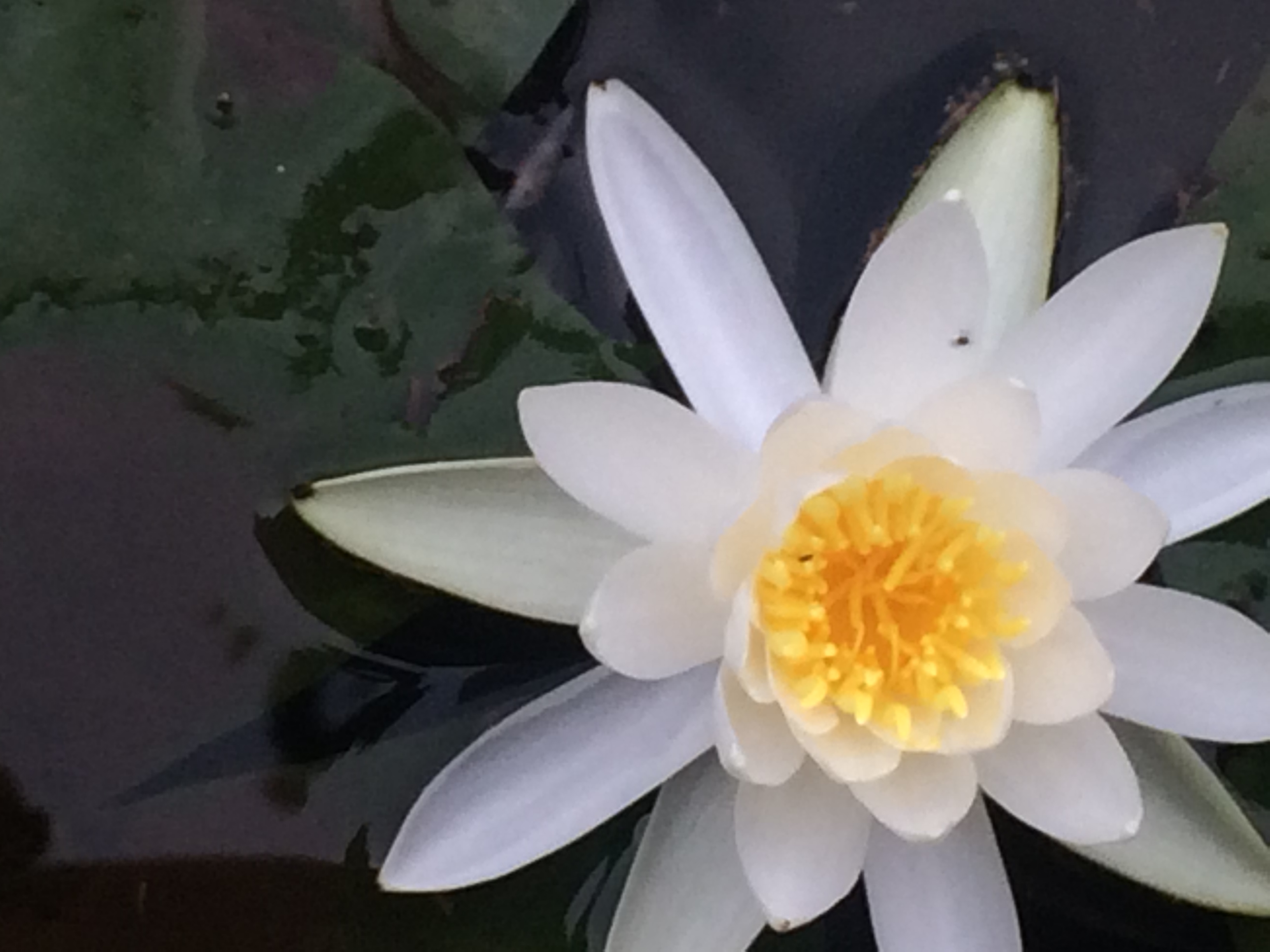 美しい物が大好きで、美しい物を身につけたい、から出来た美しいライナーです。