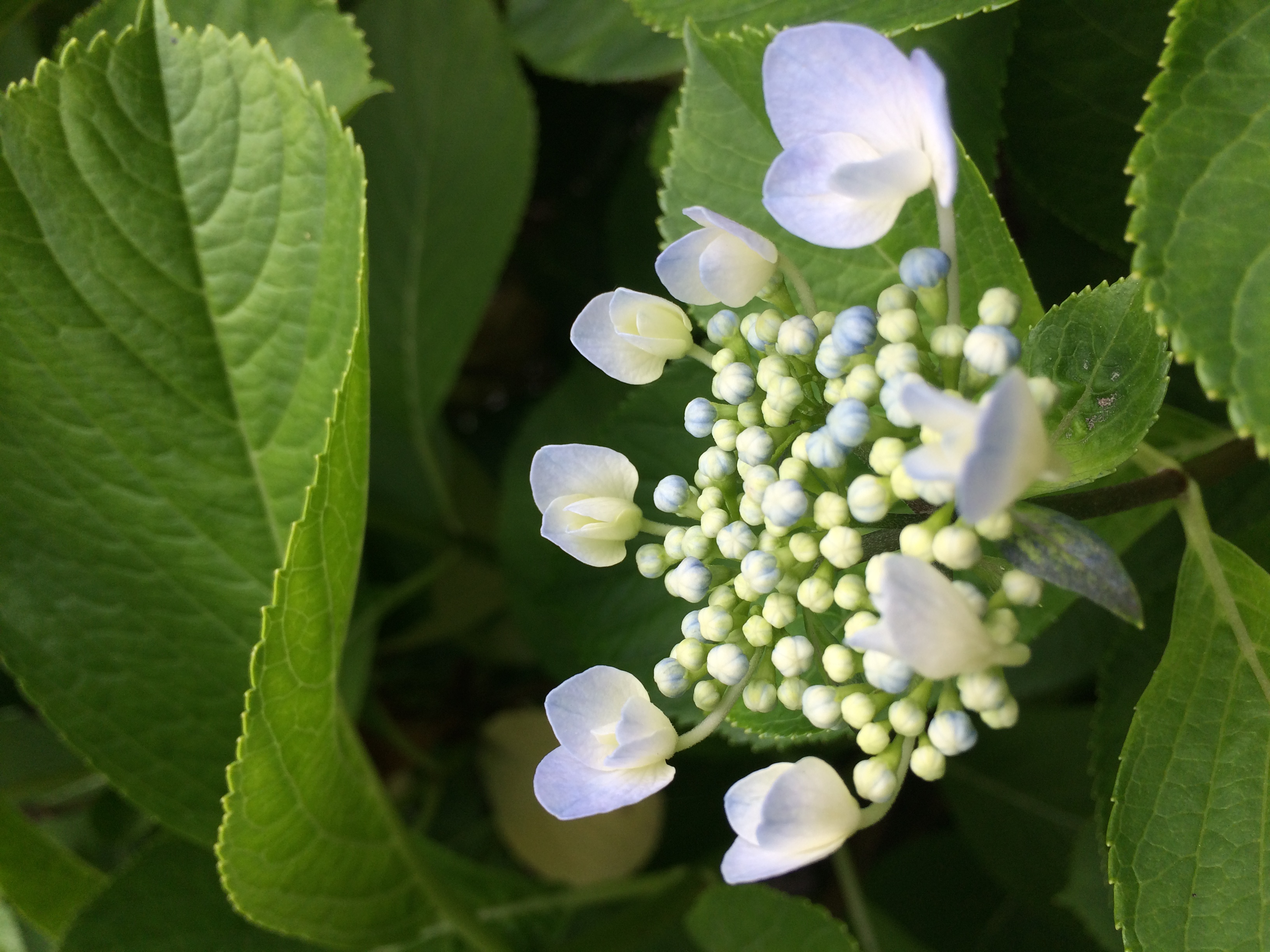 レースの仕入れに