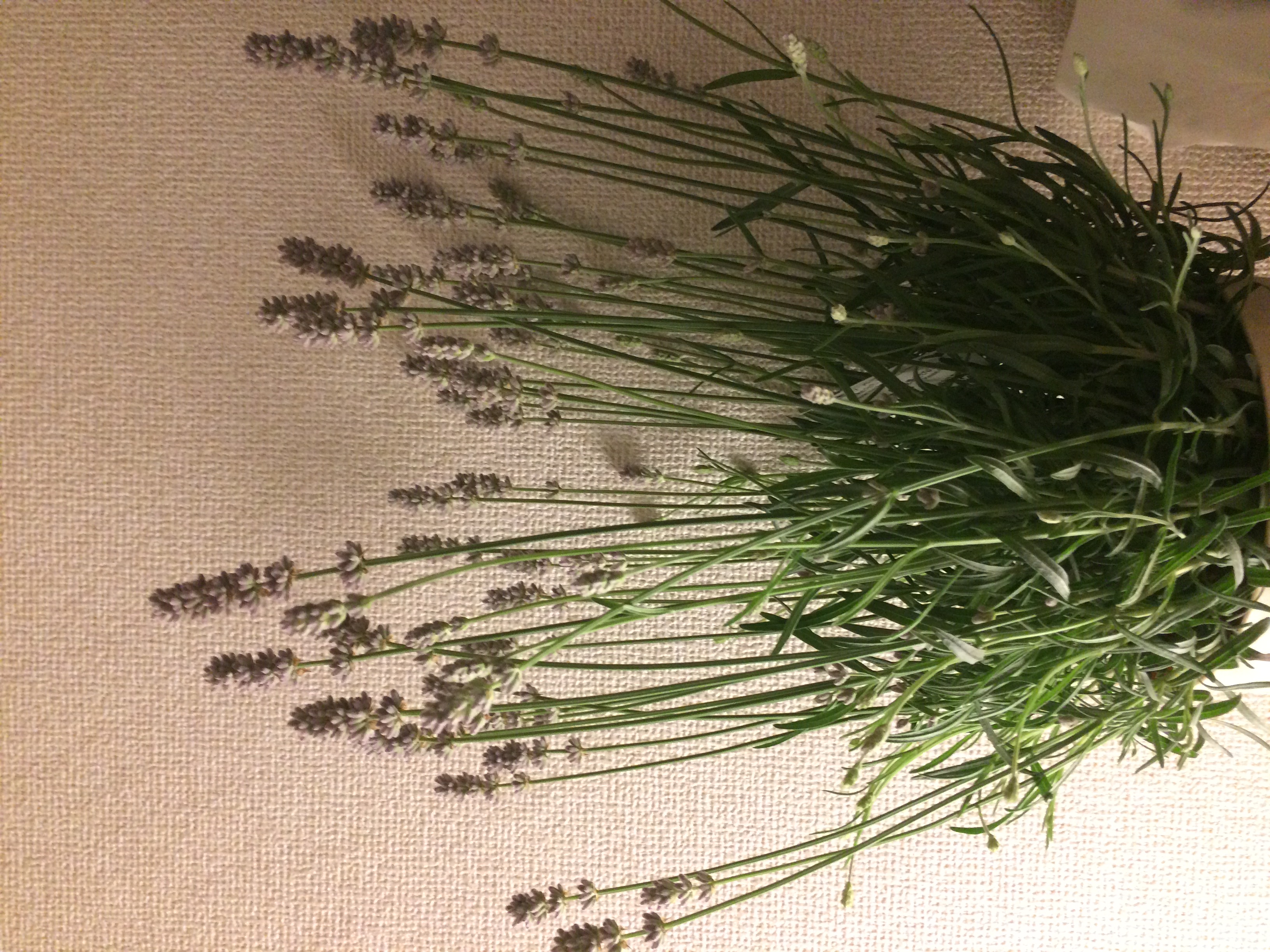 香りが漂います