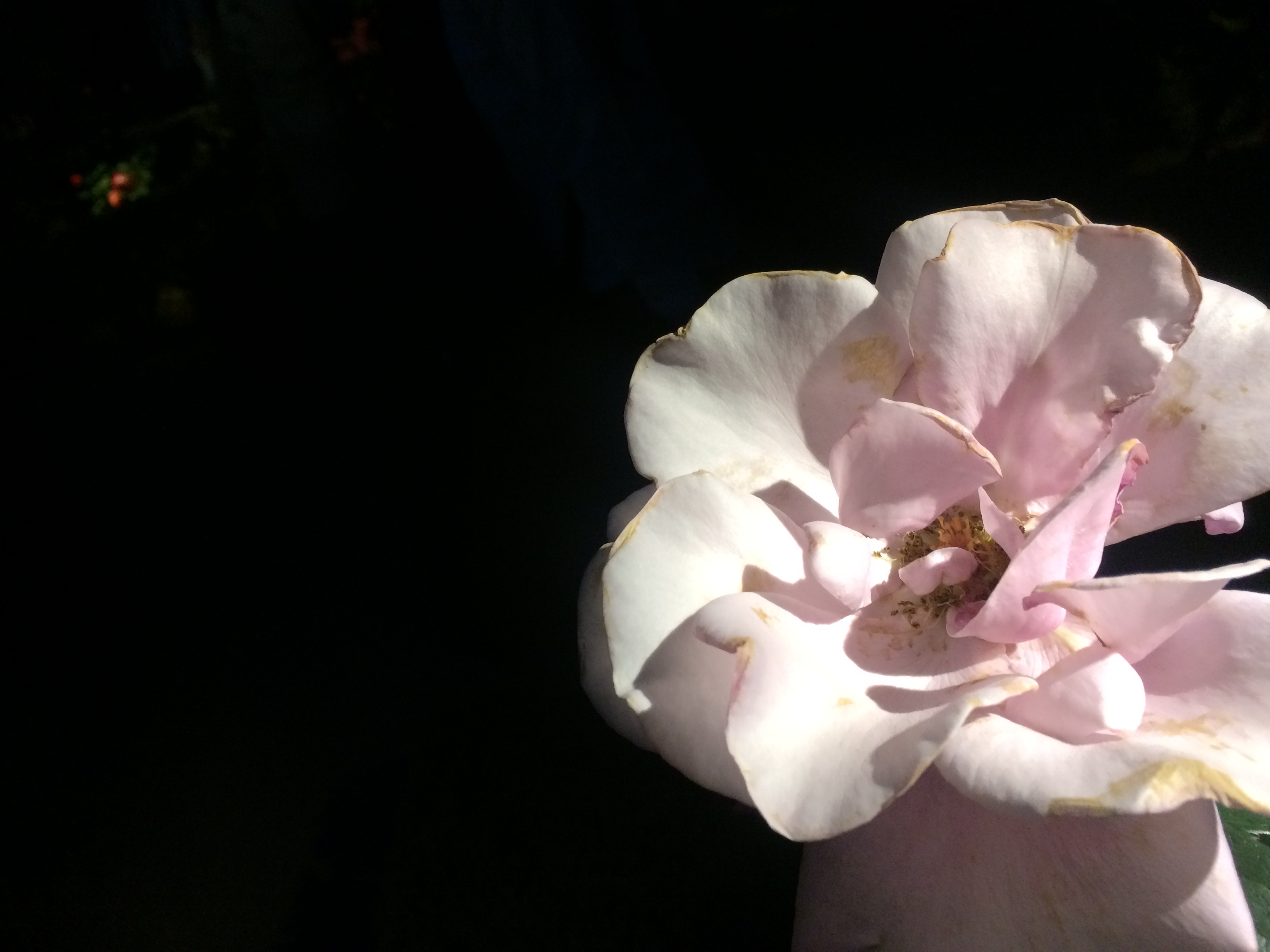 自分がそうしたい