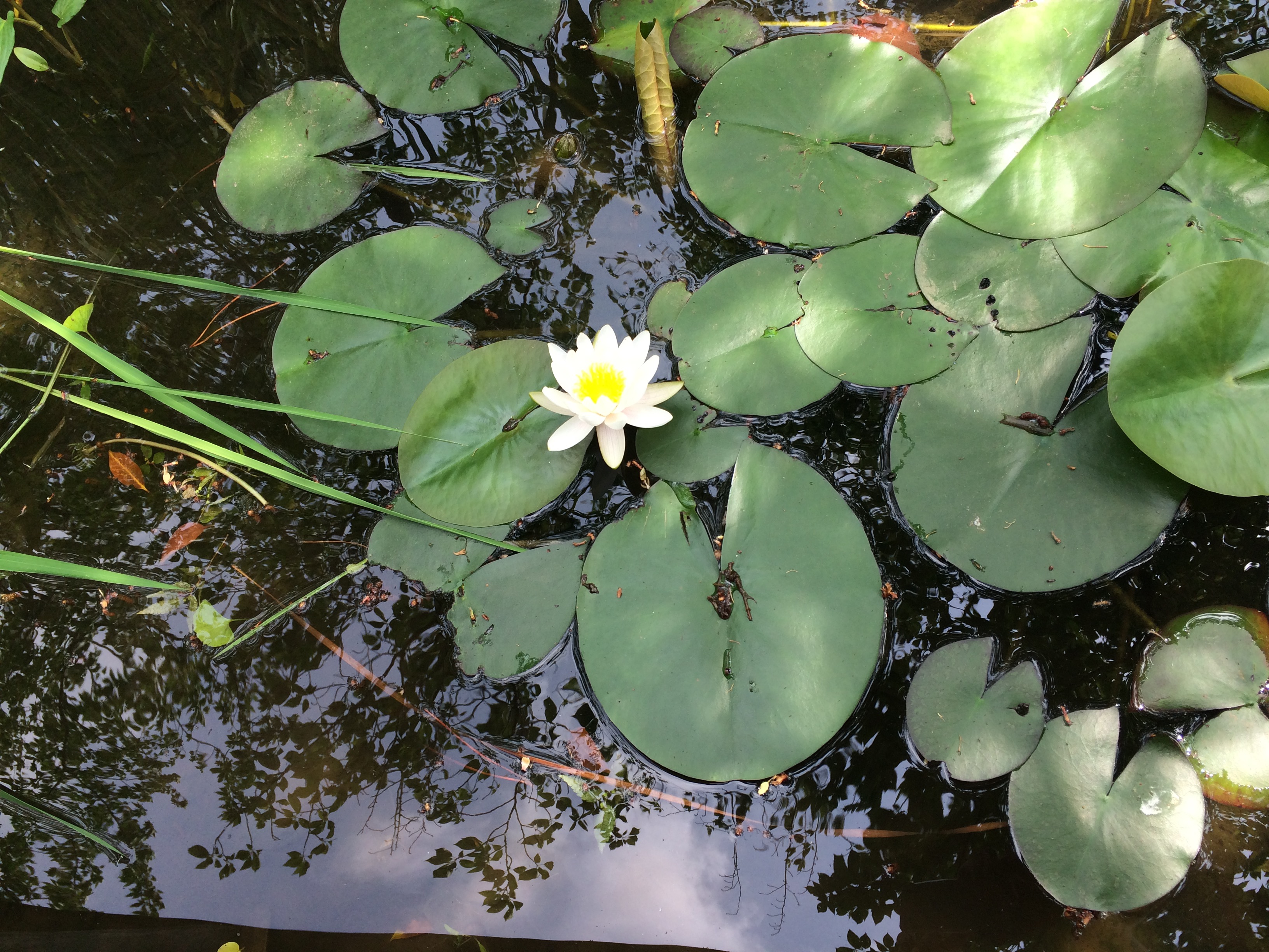 お散歩の目的は