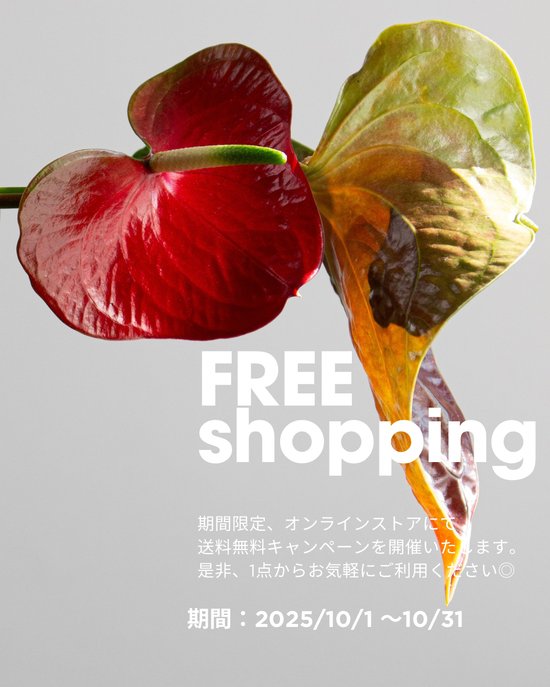 🪅2025/10/1~10/31オンラインストア送料無料