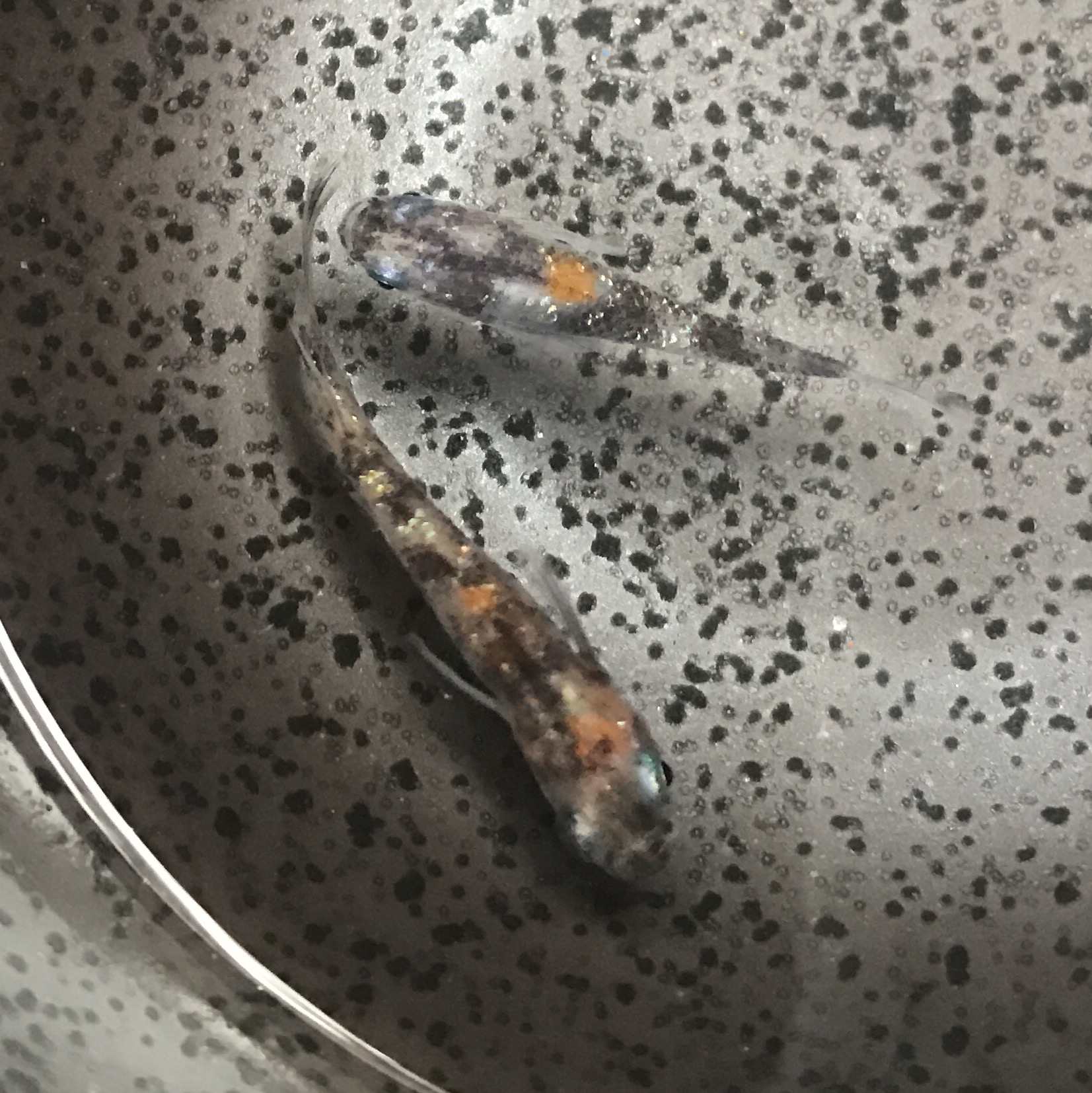 Blog 播磨めだか