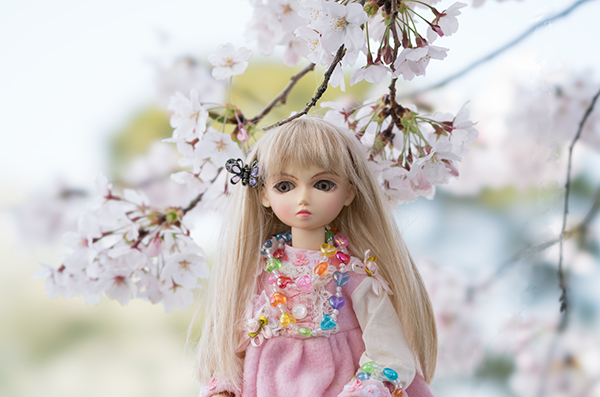 お花見しました！- Enjoyed Cherry Blossoms!