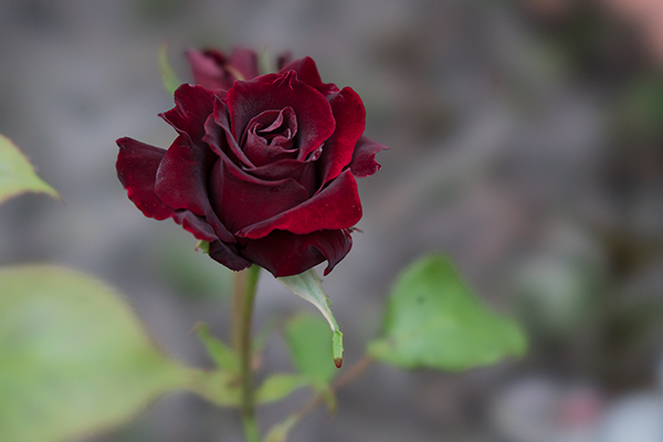 黒真珠が咲いています - Black Pearl Roses Blooming!