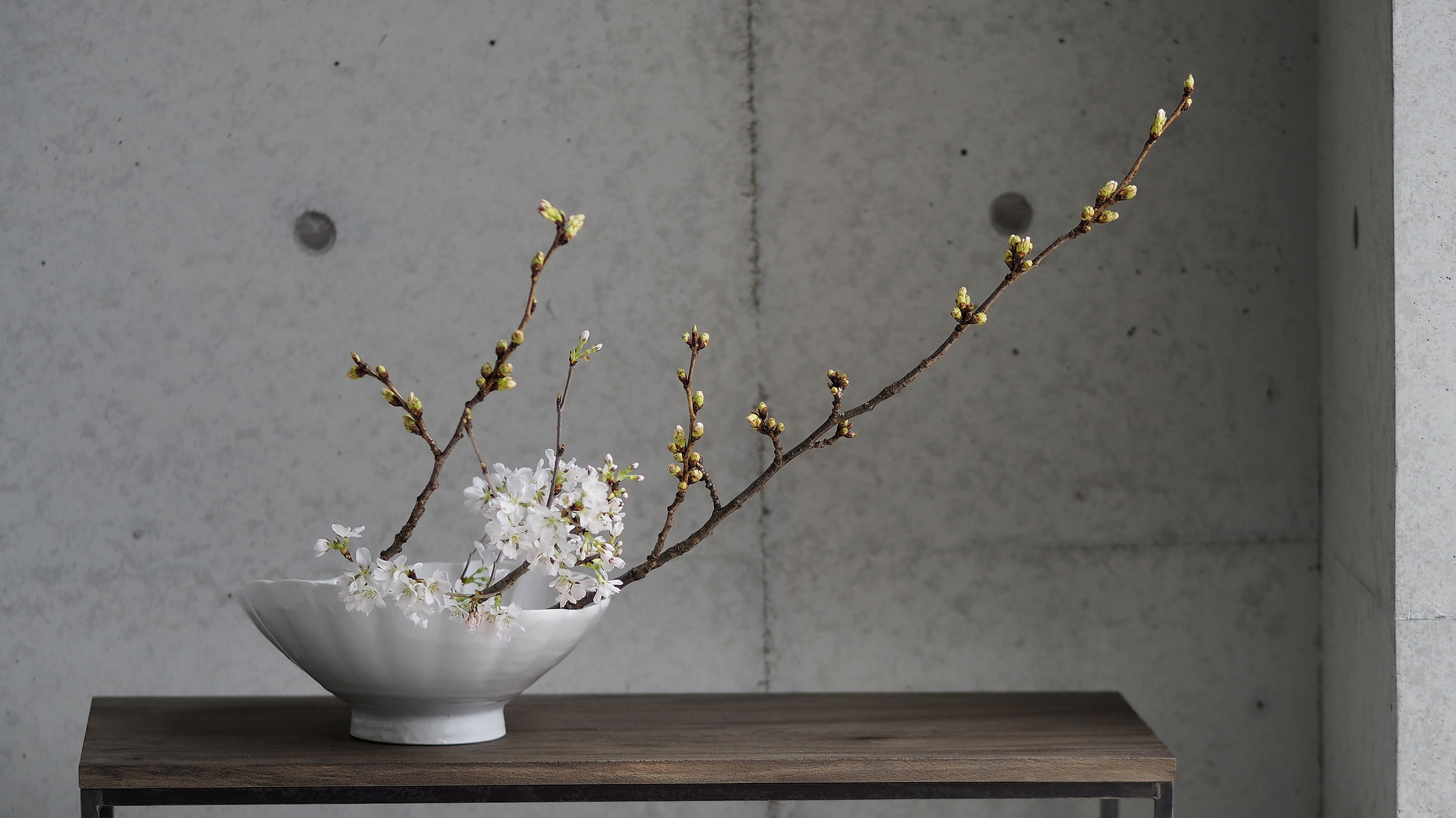 つきくさ　桜の会