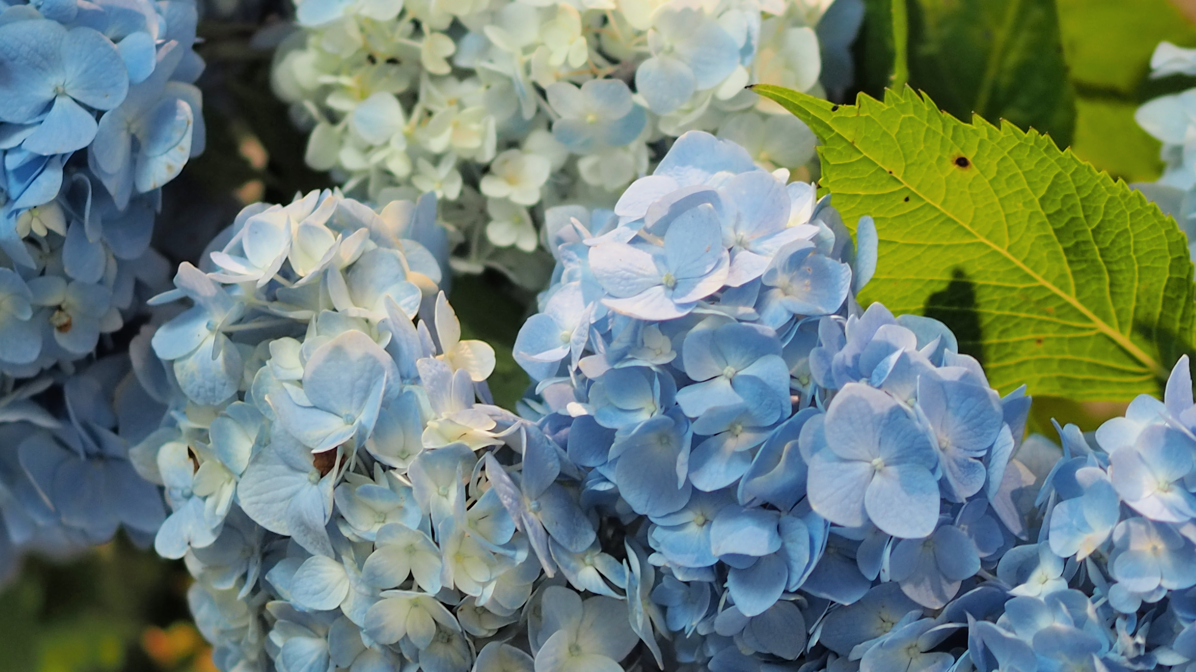 つきくさ　紫陽花の会　のご案内