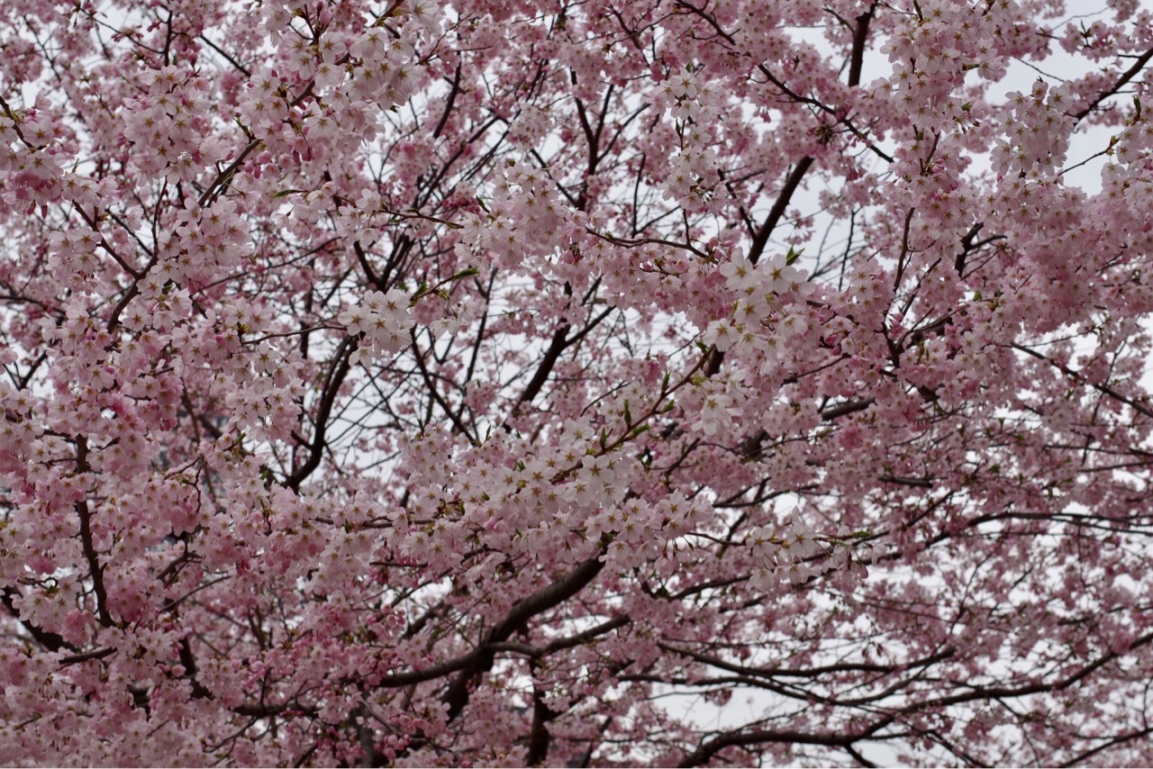 桜
