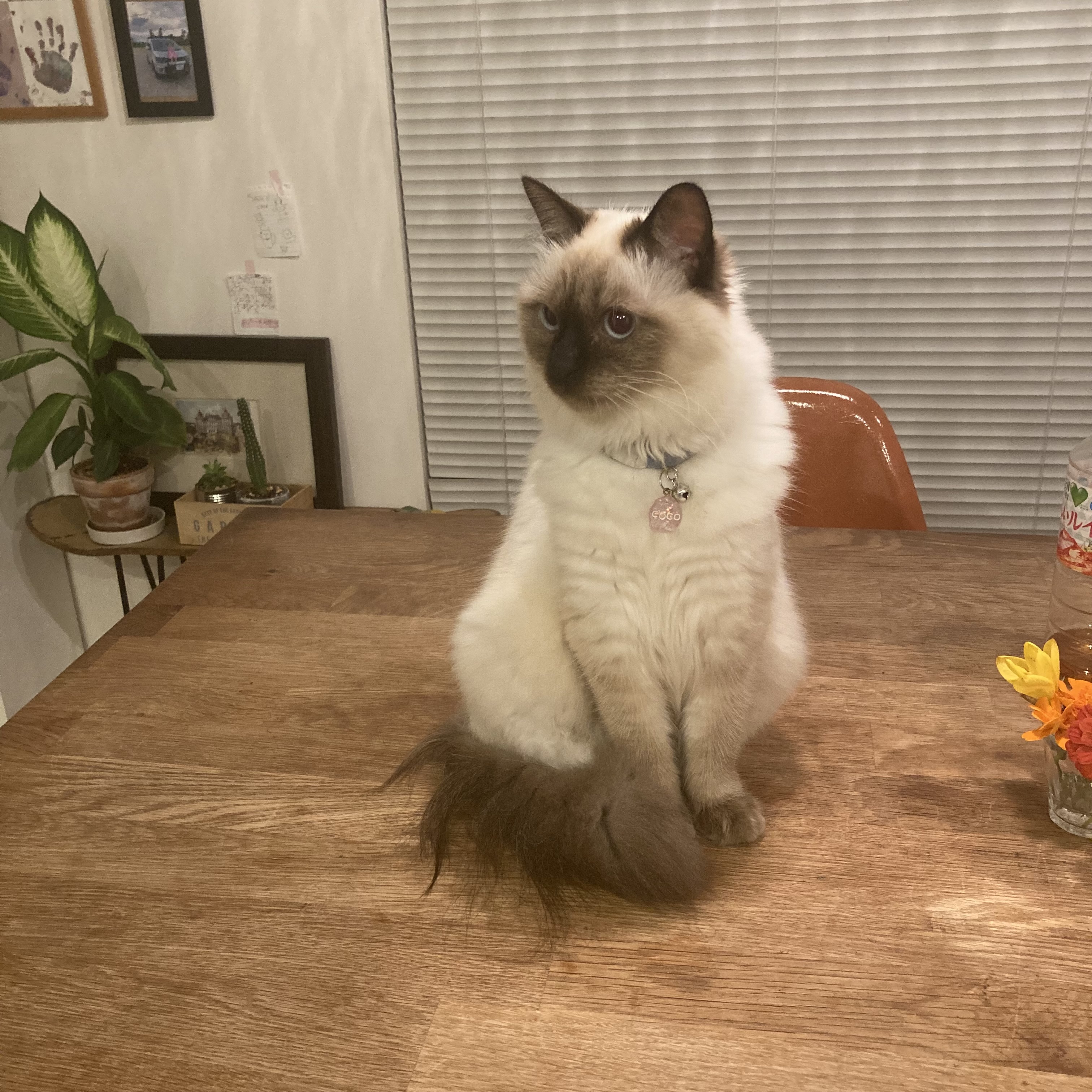 我が家の猫♡coco