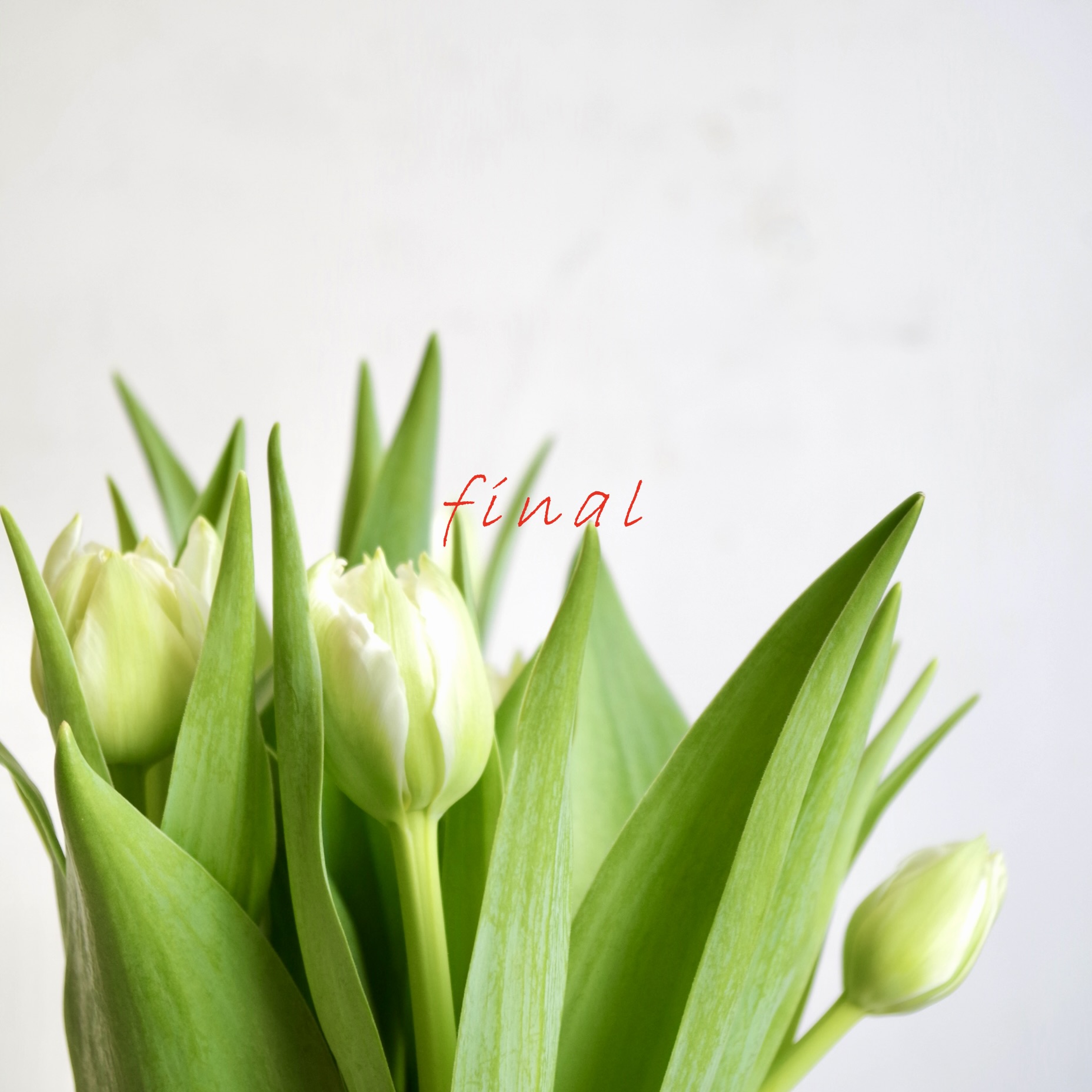 FINAL Thanks Price
2/1(日) まで