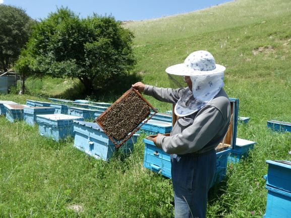 キルギスとブルネイの養蜂家を訪ねる旅