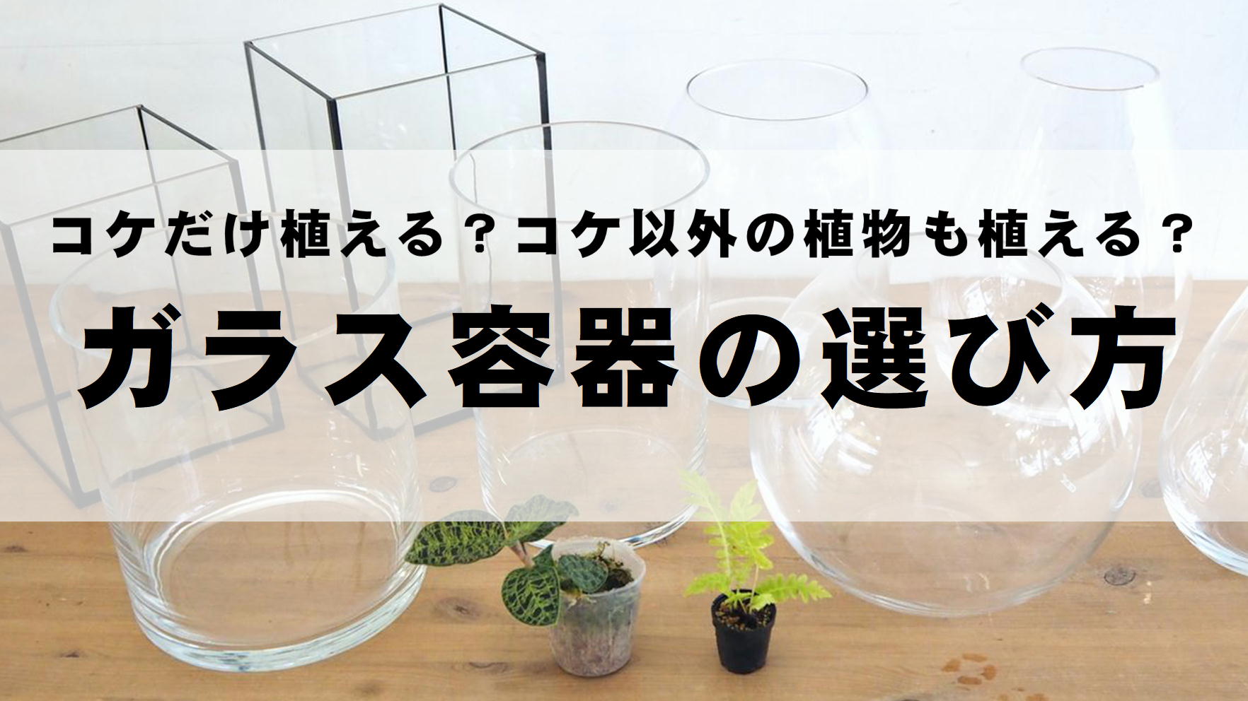 この植物を植えるには、どれくらいの容器が必要？【ガラス容器の選び方】