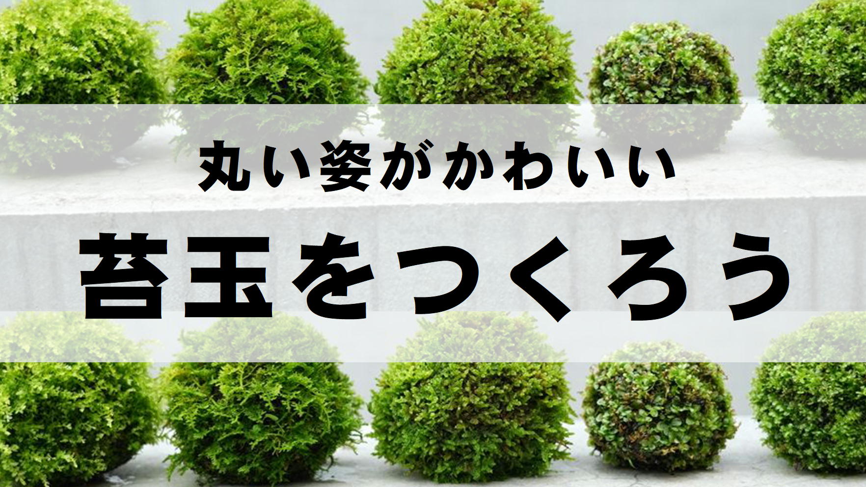 苔玉に使えるおすすめのコケ