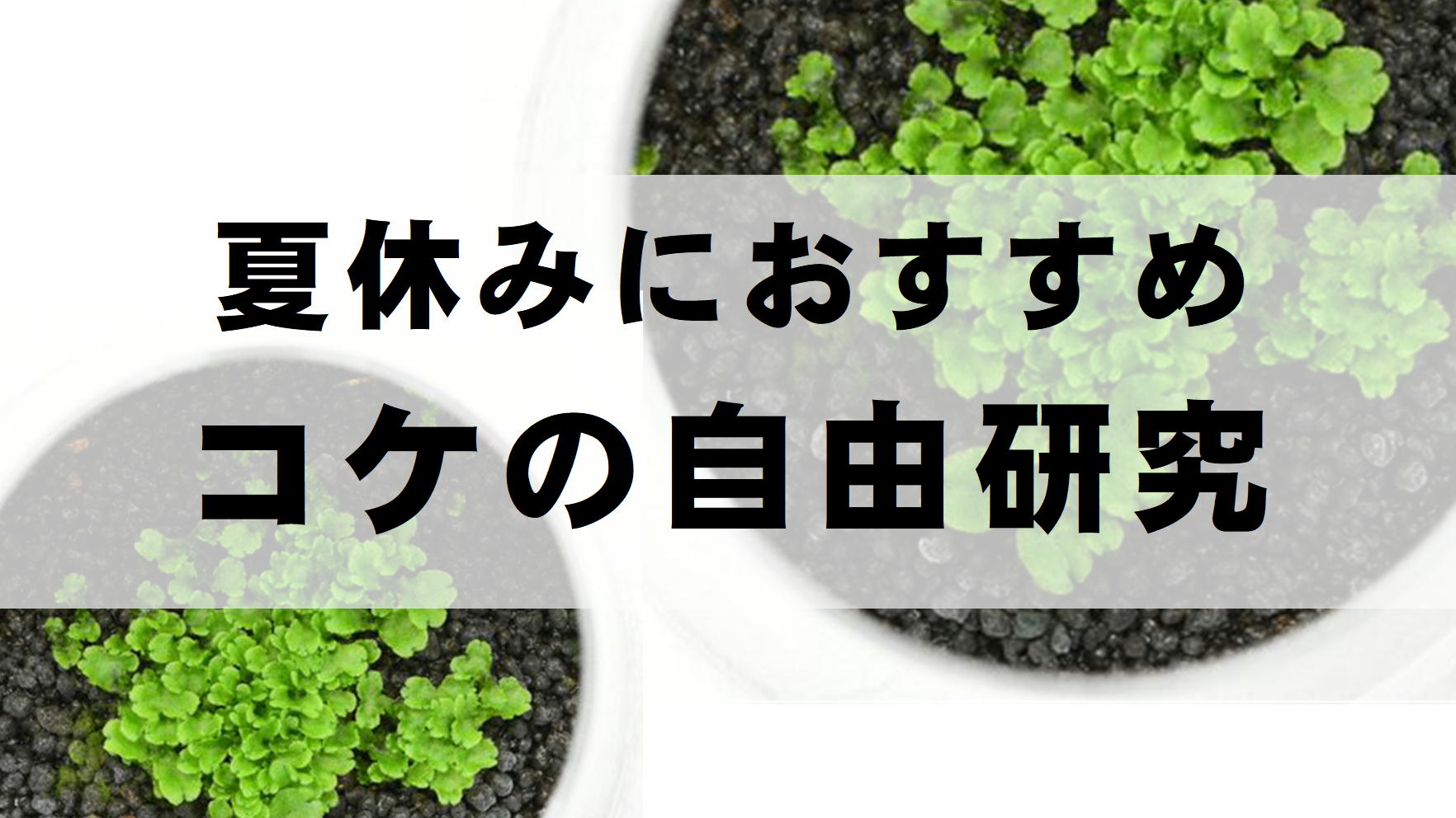 夏休みにおすすめ！「コケの自由研究」