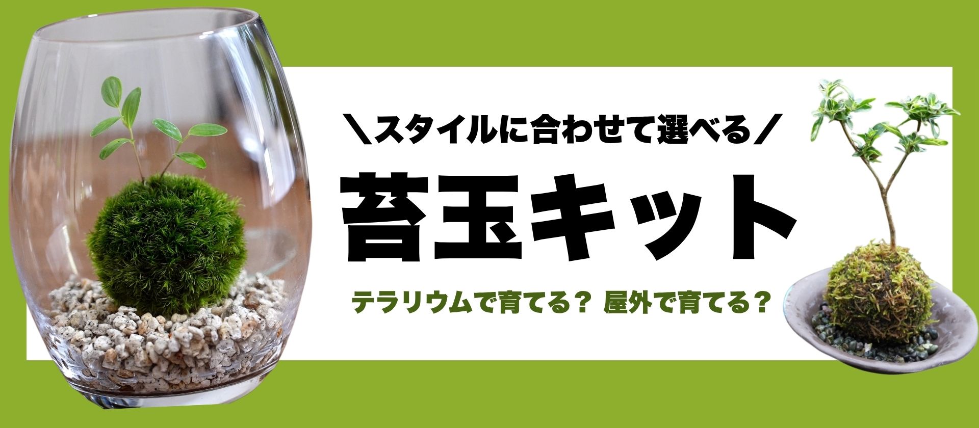 えらべる苔玉キット！販売開始★
