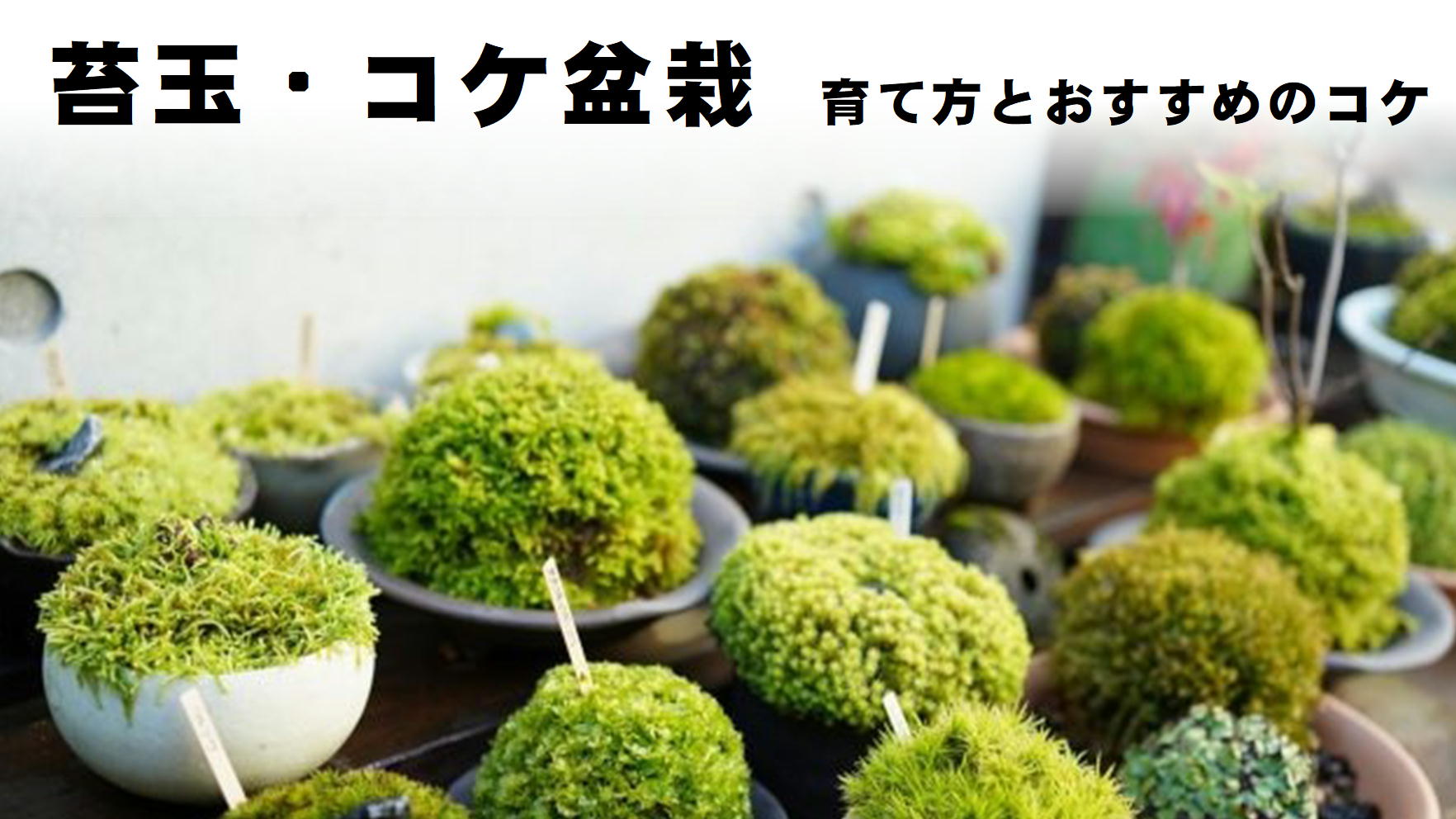 苔玉・コケ盆栽に使えるおすすめのコケ