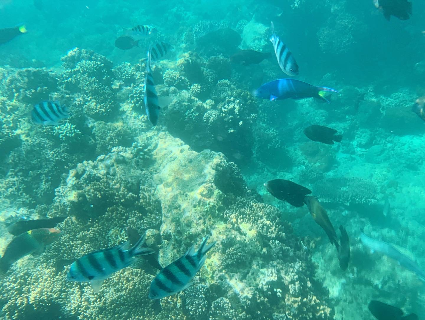 シュノーケリングに行ってきました。