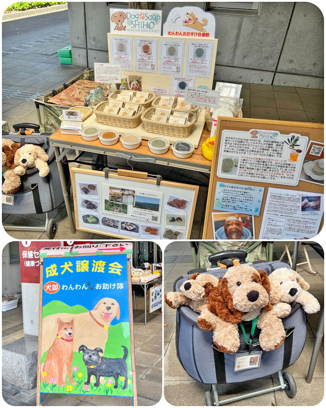 保護犬譲渡会『わんわんおたすけ会』に参加しました。