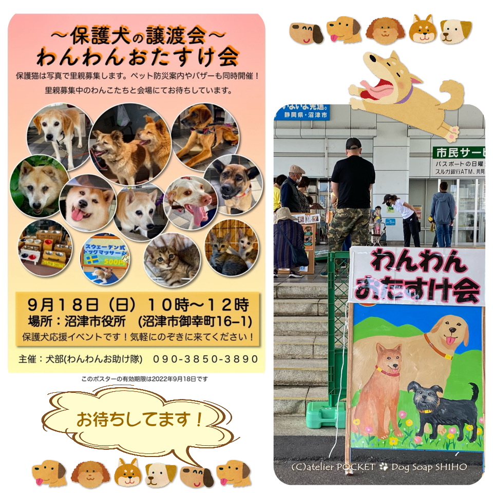 9月『わんわんおたすけ会』保護犬の譲渡会開催のお知らせです 。