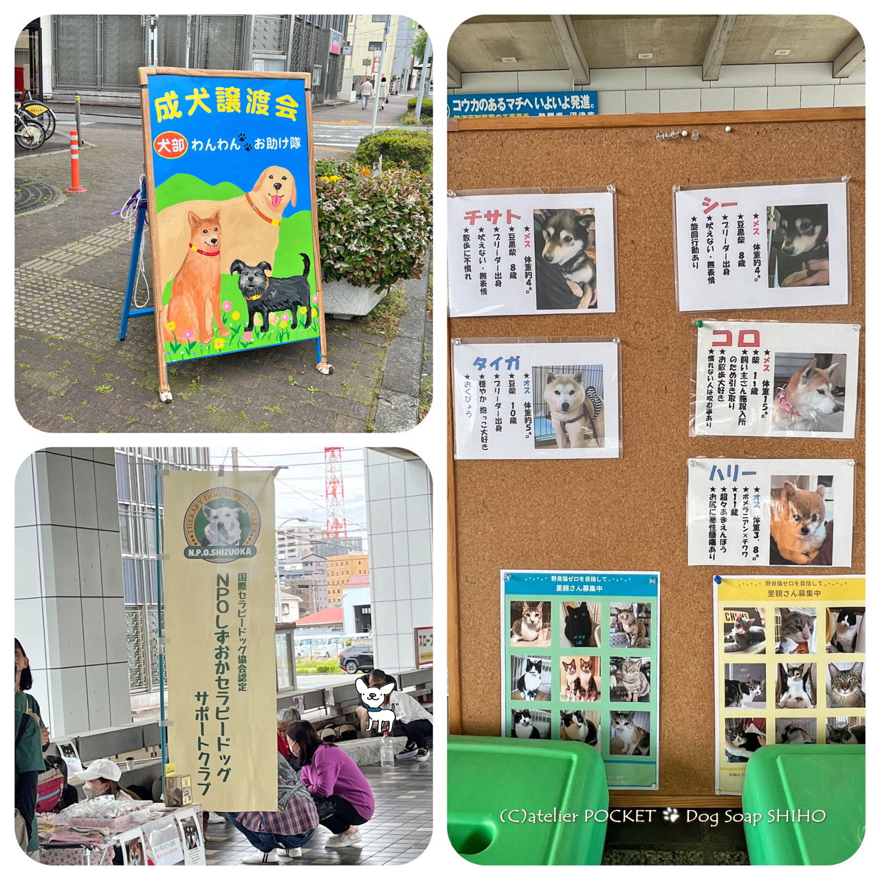 わんわんおたすけ会『保護犬の譲渡会』バザーに出店しました。