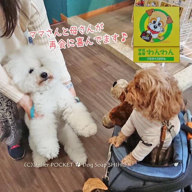 わんパラさんでワチャワチャ♪