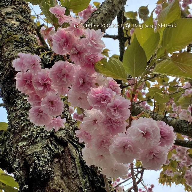 八重桜と散歩道♪