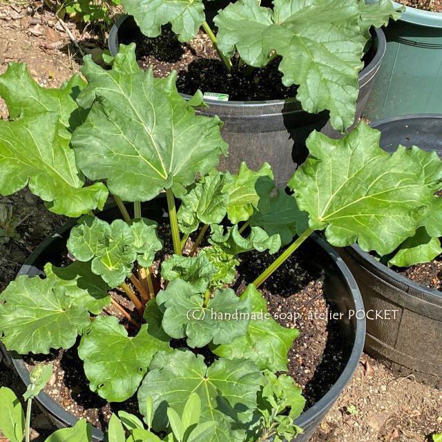 ぽけっと菜園の野菜♪