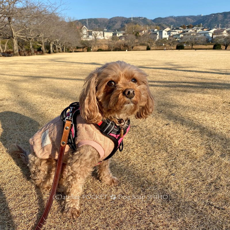 公園散歩♪