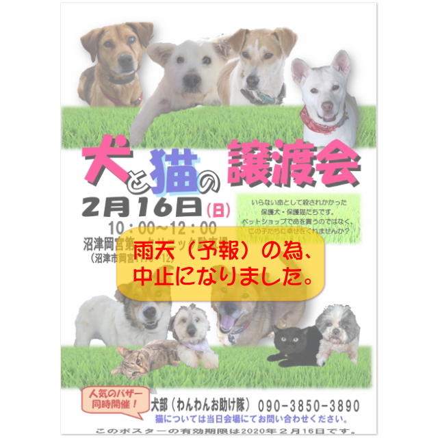 2月の『犬と猫の譲渡会』は雨の為中止となりました。