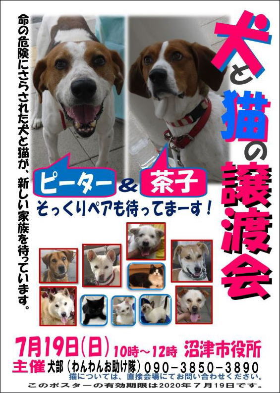 わんわんお助け隊 犬と猫の譲渡会