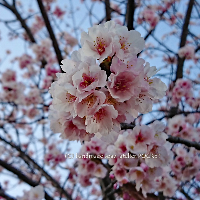 熱海の桜♪