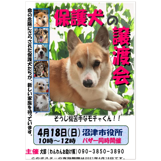 犬部わんわんお助け隊『4月の保護犬譲渡会』開催のお知らせです。