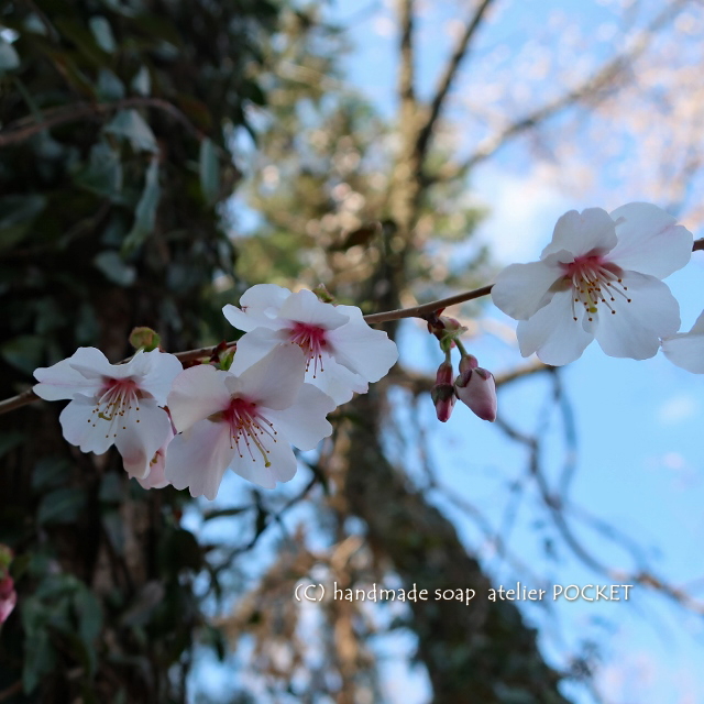 豆桜と春霞