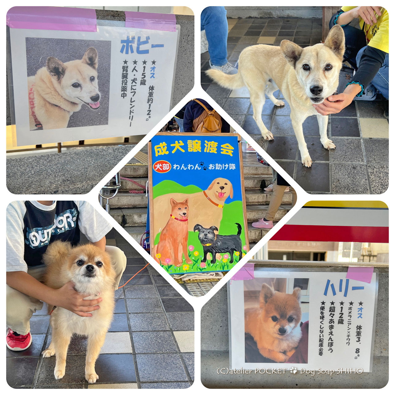 『わんわんおたすけ隊』保護犬の譲渡会バザーに出店しました。