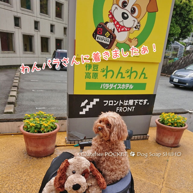 わんパラさんに行ってきました♪