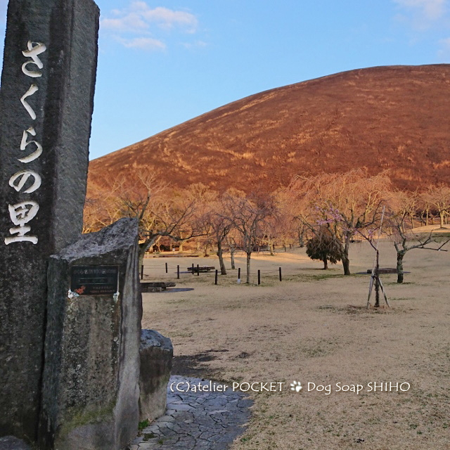大室山『さくらの里』♪