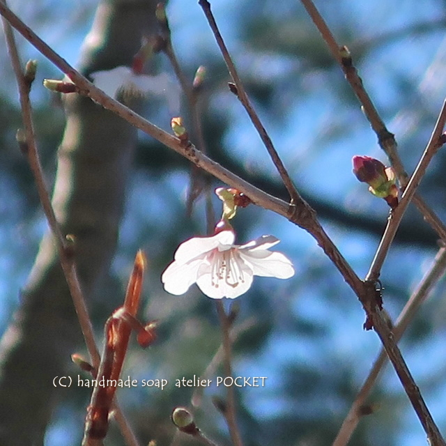 アトリエの豆桜♪