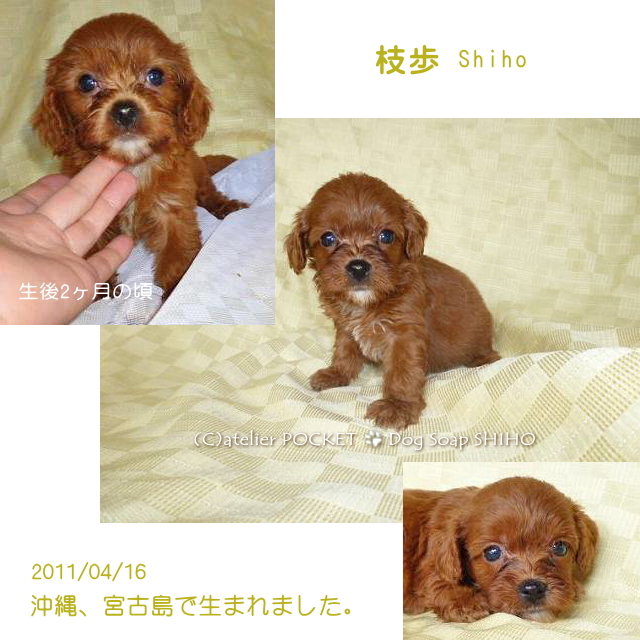 枝歩、８歳になりました♪