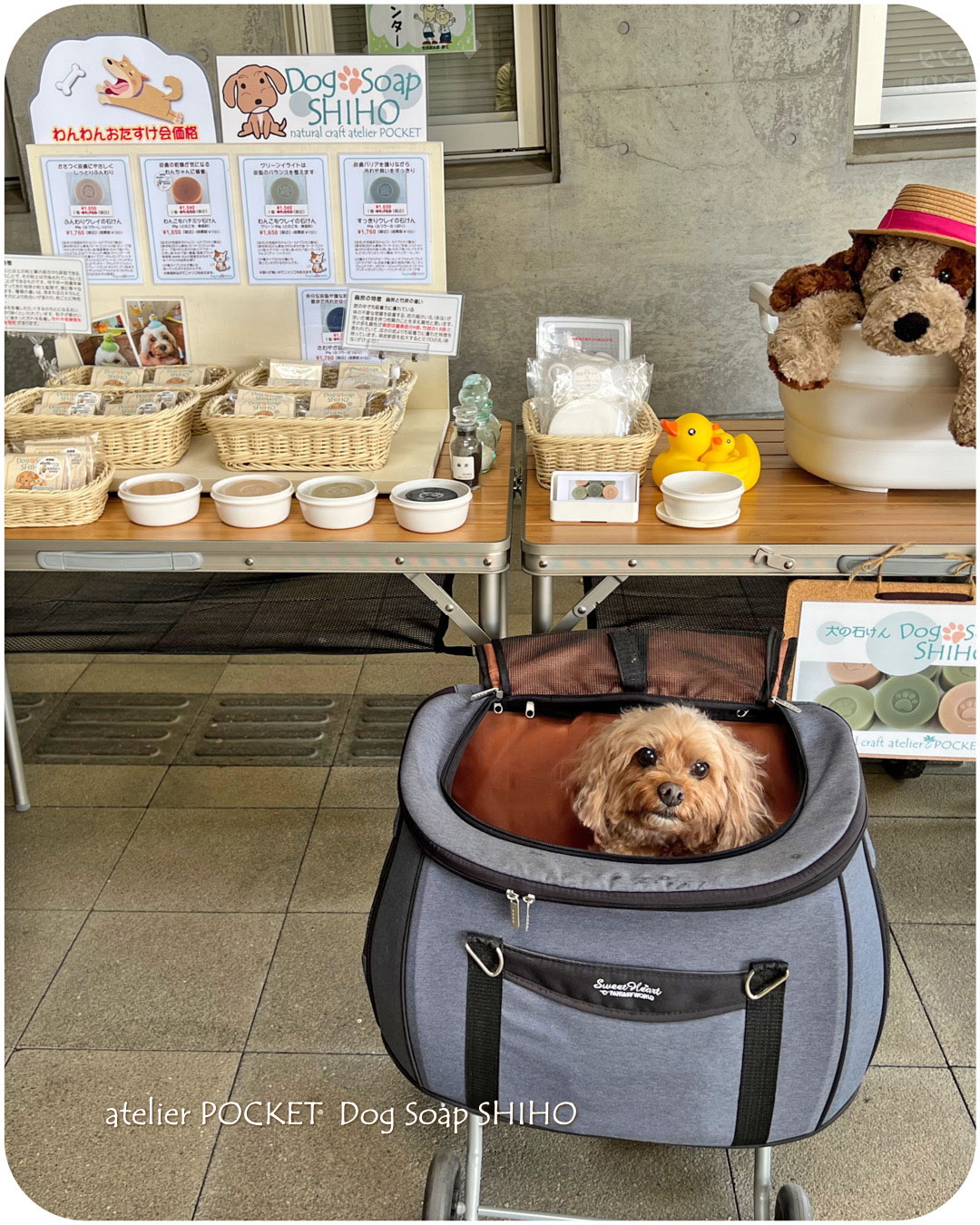 保護犬譲渡会『わんわんおたすけ会』に参加しました。