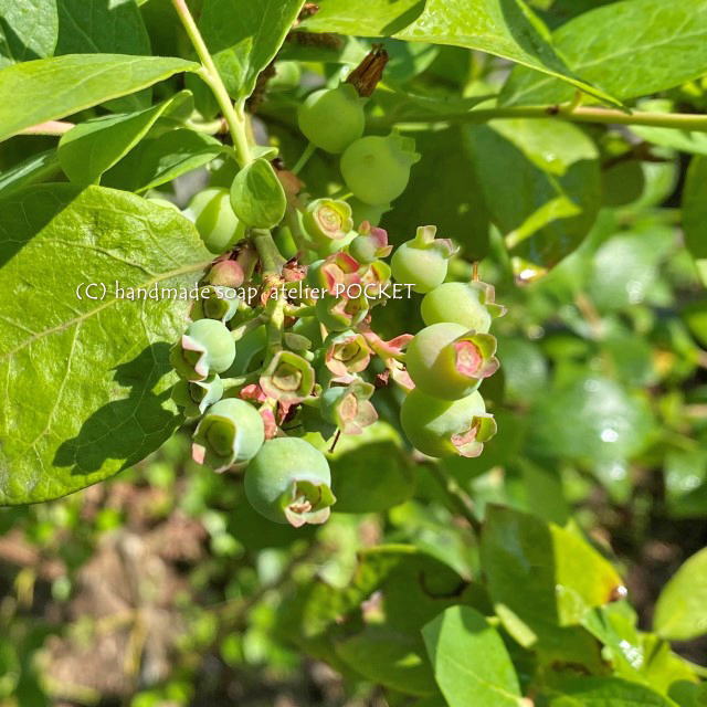 ぽけっと菜園のブルーベリー♪