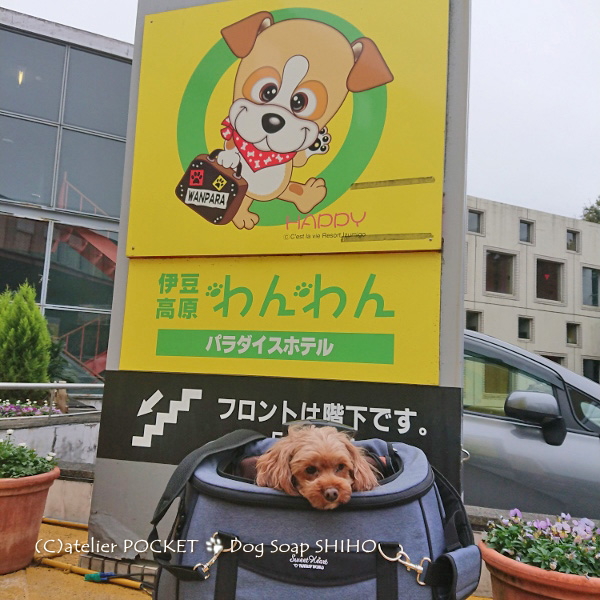 伊豆高原わんわんパラダイスにて♪～by枝歩