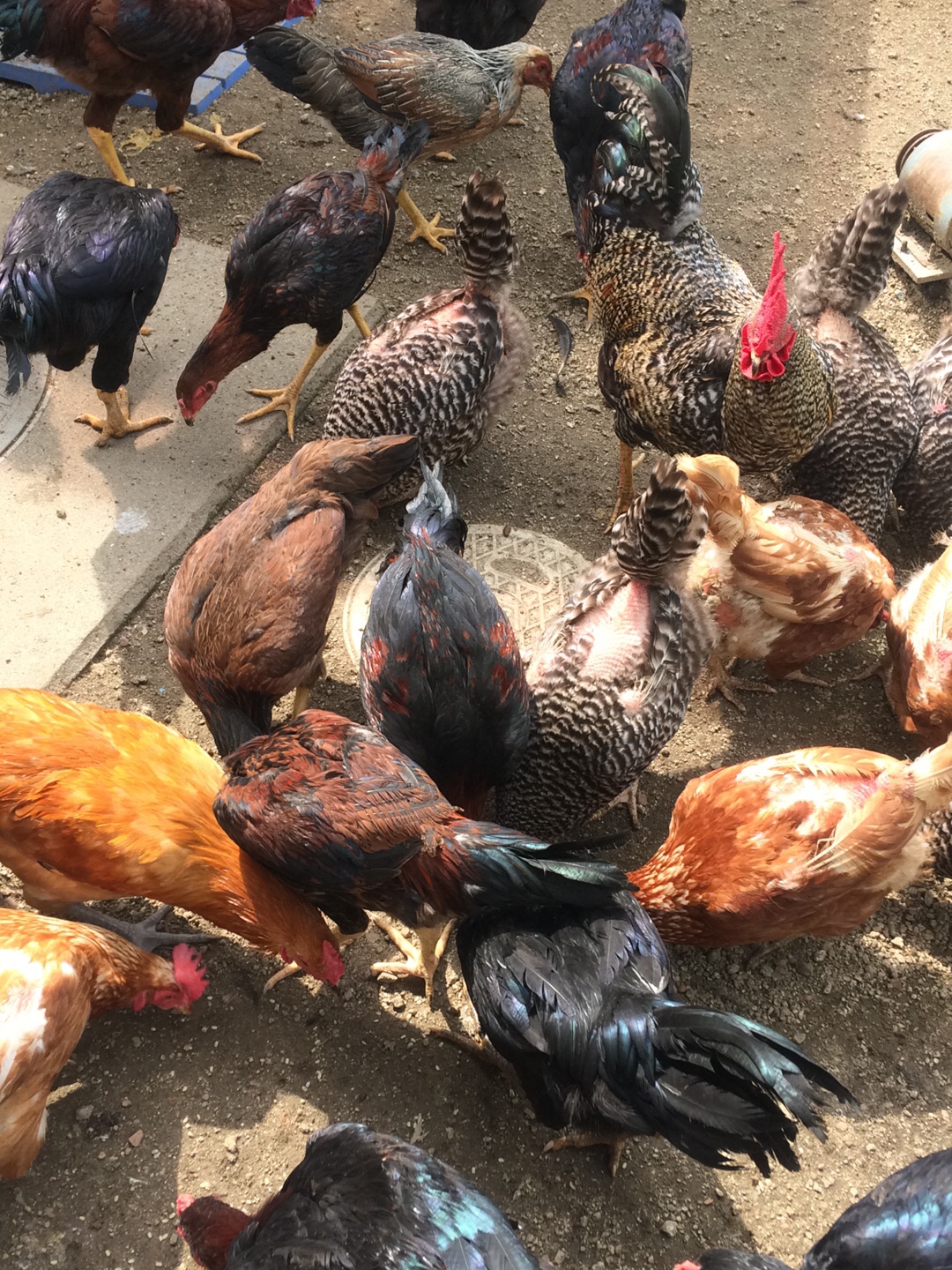 庭つ鶏2018パート2-プライベート日記