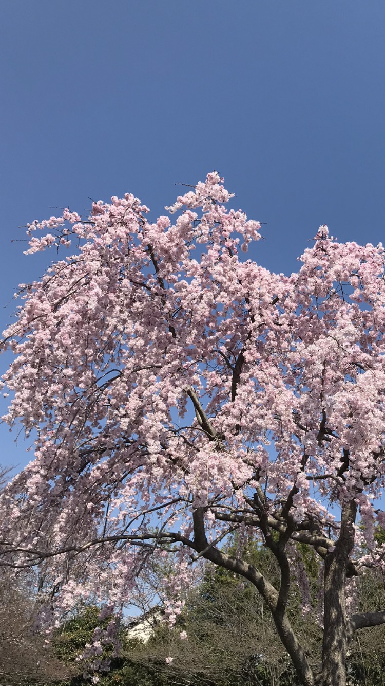 桜(SAKURA)