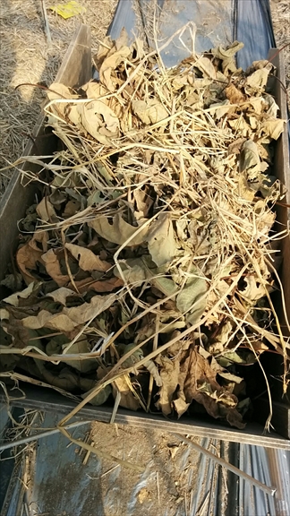 畑作業：いちじくの落ち葉拾い