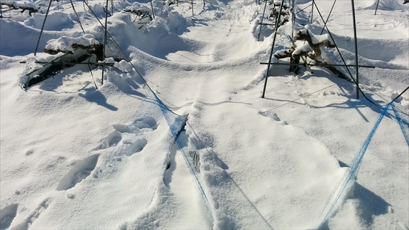 大雪で損傷した畑を修復しています